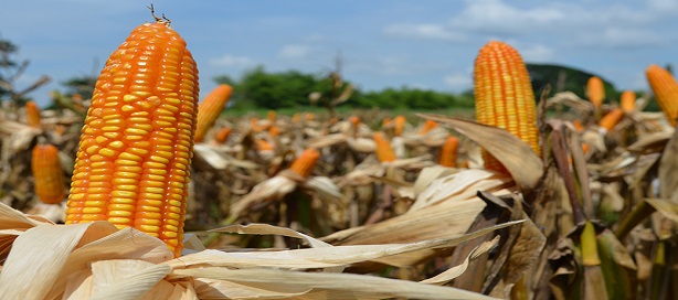 SENEGAL : concertation des acteurs de l’industrie semencière autour de la mise en œuvre effective du PAIRED SENEGAL : concertation des acteurs de l’industrie semencière autour de la mise en œuvre effective du PAIRED