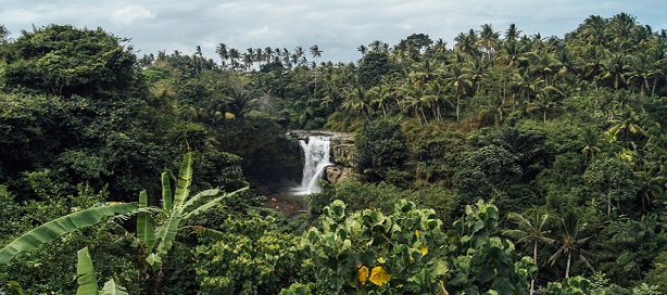 Nouveau projet pour renforcer la gestion durable des forêts en Afrique de l’Ouest Nouveau projet pour renforcer la gestion durable des forêts en Afrique de l’Ouest