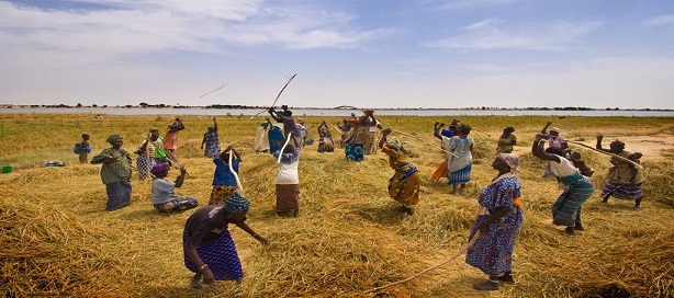 Quand la modélisation assiste l’agriculture et prévient les crises alimentaires