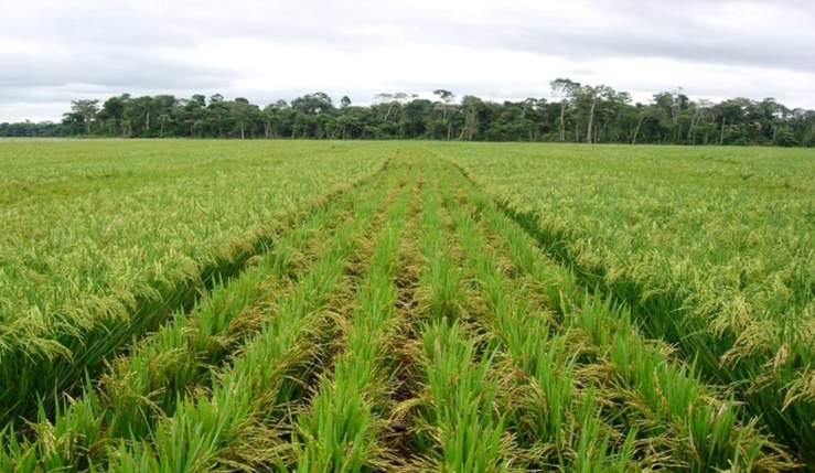 Les surfaces et les productions de riz du …Sénégal estimées à 3,16 millions d'hectares pour la campagne de commercialisation 2019/20 Les surfaces et les productions de riz du …Sénégal estimées à 3,16 millions d'hectares pour la campagne de commercialisation 2019/20