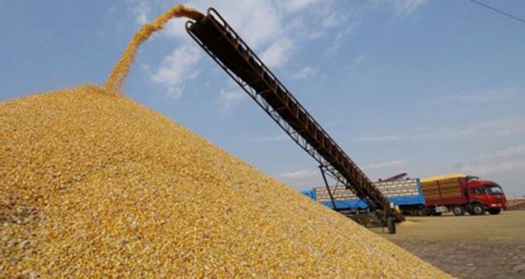 Production céréalières au Sénégal.
