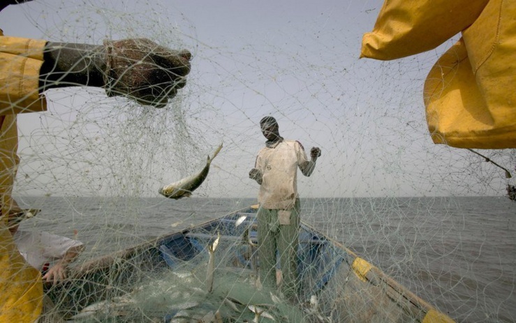 Pour une meilleure gestion des petits pélagiques . Pour une meilleure gestion des petits pélagiques .