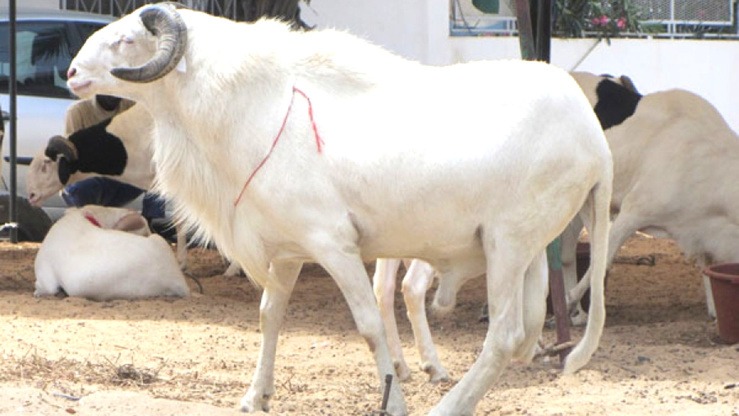 Préparation de la Tabaski 2019 au Sénégal Préparation de la Tabaski 2019 au Sénégal