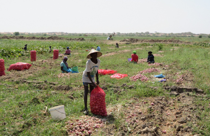 Valorisation des eaux pour le développement des chaînes de valeur agricoles Valorisation des eaux pour le développement des chaînes de valeur agricoles