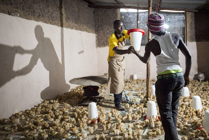 Initiative phare visant à augmenter les emplois des jeunes dans l'agriculture et l'agroalimentaire en Afrique