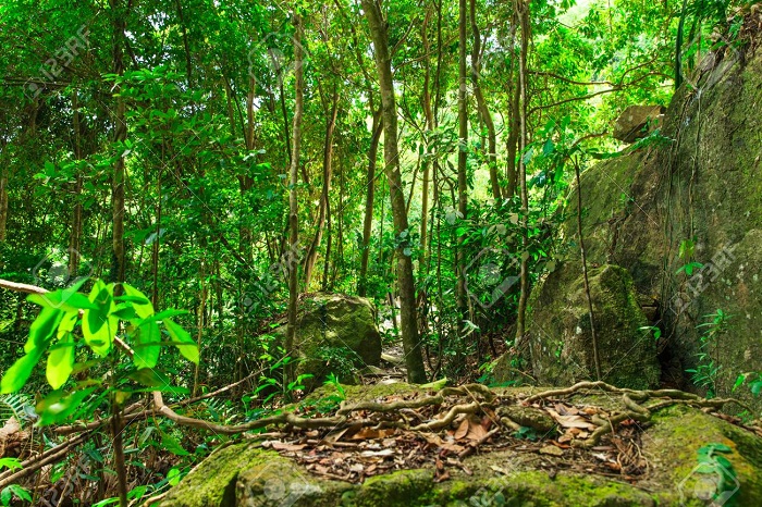 La Banque africaine de développement soutient la sylviculture en Afrique orientale et australe avec un investissement de près de 12 milliards FCFA La Banque africaine de développement soutient la sylviculture en Afrique orientale et australe avec un investissement de près de 12 milliards FCFA