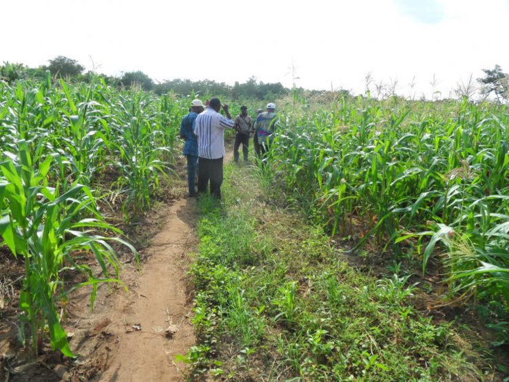 Cilss : avis sur la campagne agropastorale 2019-2020 à mi-parcours du dispositif régional de prévention et de gestion des crises Cilss : avis sur la campagne agropastorale 2019-2020 à mi-parcours du dispositif régional de prévention et de gestion des crises