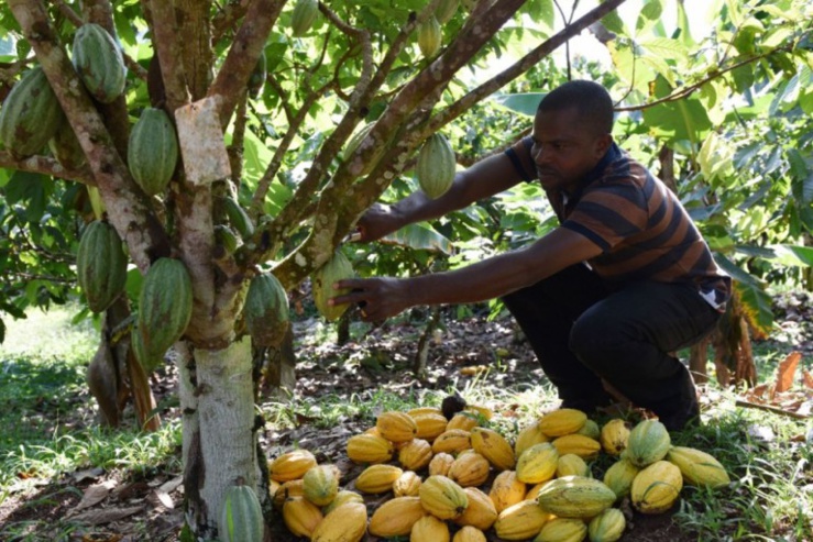 Le géant français du cacao SucDen contraint à soutenir le prix planché du cacao pour le bénéfice des cacaoculteurs ivoiriens et ghanéens