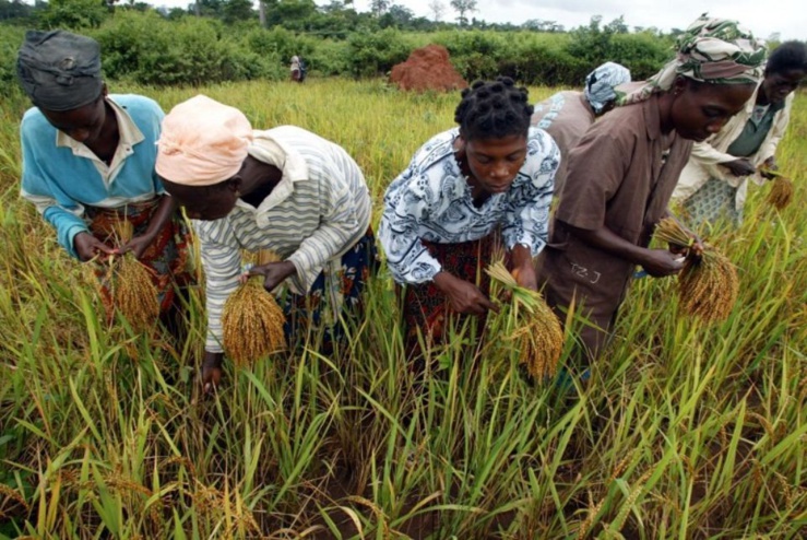 Côte d’Ivoire : principales perspectives du commerce agricole pour les exportateurs américains Côte d’Ivoire : principales perspectives du commerce agricole pour les exportateurs américains