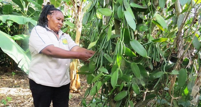 Gambie : principales perspectives du commerce agricole pour les exportateurs américains Gambie : principales perspectives du commerce agricole pour les exportateurs américains