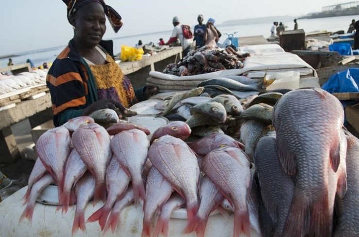 Pêche et aquaculture : une hausse de 204 millions de poissons attendue en 2030 Pêche et aquaculture : une hausse de 204 millions de poissons attendue en 2030