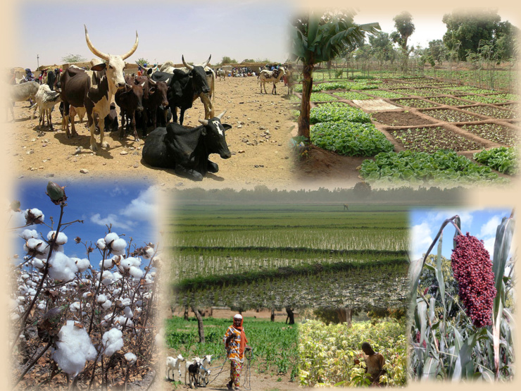Zone Uemoa : les secteurs du coton, du maïs et de l’élevage plus compétitifs et plus rentables pour les exploitant agricoles