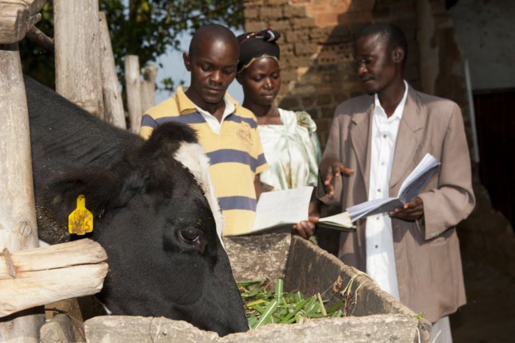 Agriculteur ougandais avec un conseiller à la recherche de registres laitiers pour une vache laitière. Agriculteur ougandais avec un conseiller à la recherche de registres laitiers pour une vache laitière.