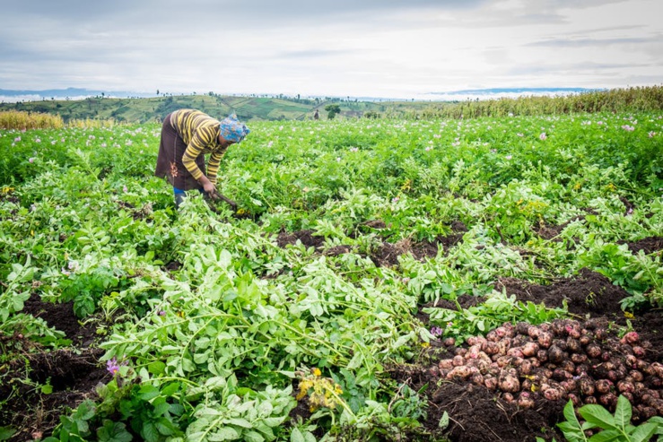 Les données sur les prix des denrées alimentaires sont cruciales pour la stabilité politique et économique mais ne sont pas facilement accessibles.