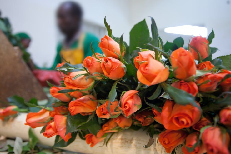 Les exportations kenyanes de fleurs vers l'Europe ont chuté de 50%, touchant environ 1 million de personnes. Getty Images Les exportations kenyanes de fleurs vers l'Europe ont chuté de 50%, touchant environ 1 million de personnes. Getty Images