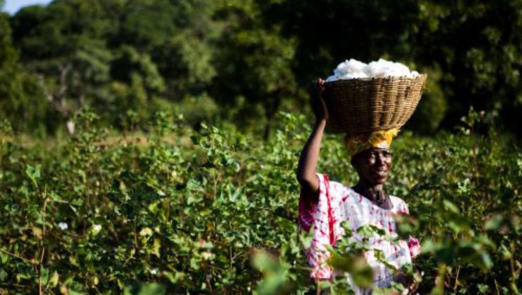 Côte d’Ivoire : appui financier aux petits exploitants et femmes de la région du N’zi