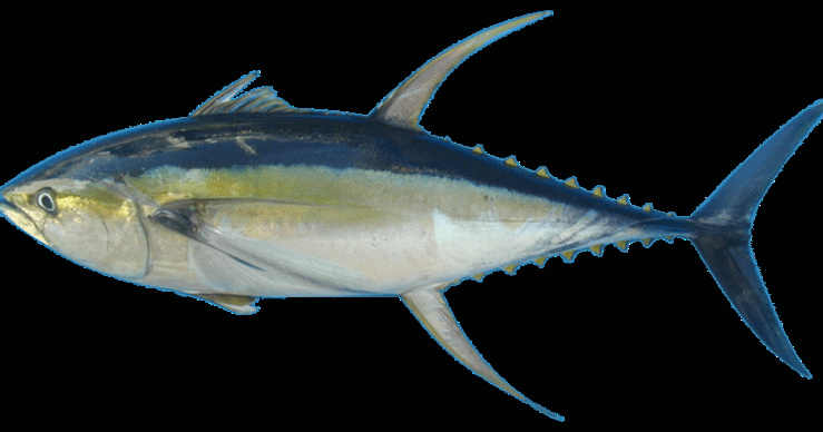 Accord de pêche sénégal-ue : les quotas annuels revus à la baisse Accord de pêche sénégal-ue : les quotas annuels revus à la baisse