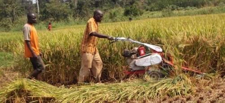Côte d’Ivoire : un secteur primaire dynamique lié aux conditions climatiques favorables Côte d’Ivoire : un secteur primaire dynamique lié aux conditions climatiques favorables