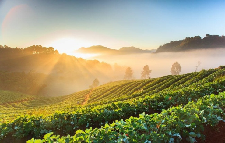 Biotalys initie un processus d'enregistrement de son premier produit auprès de l'Epa Biotalys initie un processus d'enregistrement de son premier produit auprès de l'Epa