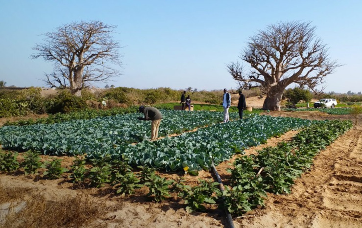Systèmes semenciers en Afrique