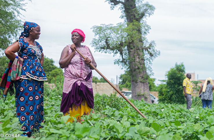 Les mesures des gouvernement pour freiner la pandémie ont impacté la chaîne de valeur agricole (image Coraf) Les mesures des gouvernement pour freiner la pandémie ont impacté la chaîne de valeur agricole (image Coraf)