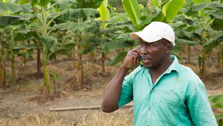 Agriculture africaine numérique.