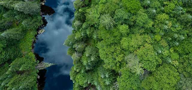 Nestlé adopte une stratégie positive pour les forêts.
