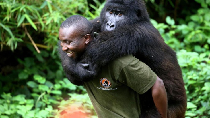 Exploration pétrolière dans le parc Virunga. Exploration pétrolière dans le parc Virunga.