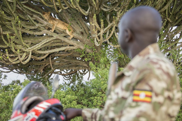 Jimmy Kisembo, un garde forestier de l'Uganda Wildlife Authority regarde un lion lors de sa patrouille de surveillance quotidienne dans le parc national Queen Elizabeth, en Ouganda. Alex Braczkowski , Auteur fourni Jimmy Kisembo, un garde forestier de l'Uganda Wildlife Authority regarde un lion lors de sa patrouille de surveillance quotidienne dans le parc national Queen Elizabeth, en Ouganda. Alex Braczkowski , Auteur fourni