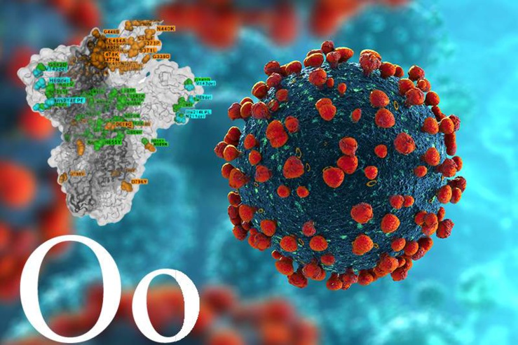 Adagio Therapeutics indique qu'aucune des mutations présentes dans Omicron, le variant du SARS-CoV-2, n'est associée à un échappement de la neutralisation de l'ADG20 in vitro