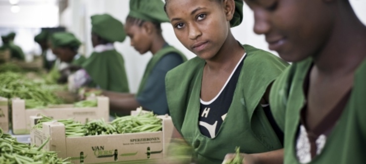 Emplois verts pour les femmes en Afrique Emplois verts pour les femmes en Afrique