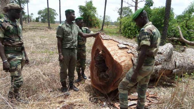 sénégal : greenpeace afrique salue l’engagement du président macky sall à préserver les forêts