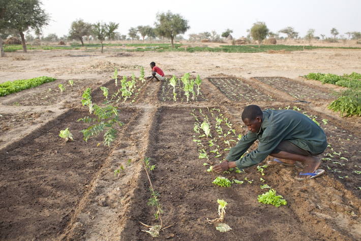 32e session de la conférence régionale pour l'afrique de l'organisation des nations unies pour l'alimentation et l'agriculture: définir les priorités régionales en matière de transformation des systèmes agroalimentaires
