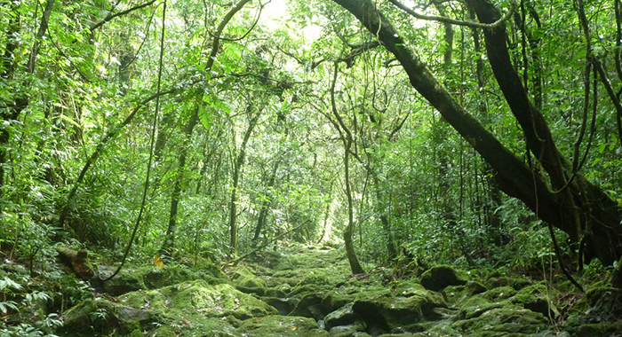 les forêts et les arbres peuvent aider à la relance au sortir des multiples crises que nous traversons, selon un nouveau rapport de la fao