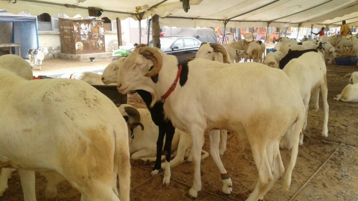 tabaski 2022 : dakar se met déjà aux décors de la fête du mouton tabaski 2022 : dakar se met déjà aux décors de la fête du mouton