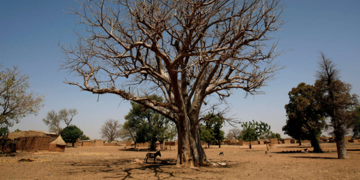 écologistes de casamance, du fouta et de la mauritanie ensemble contre l’avancée du désert