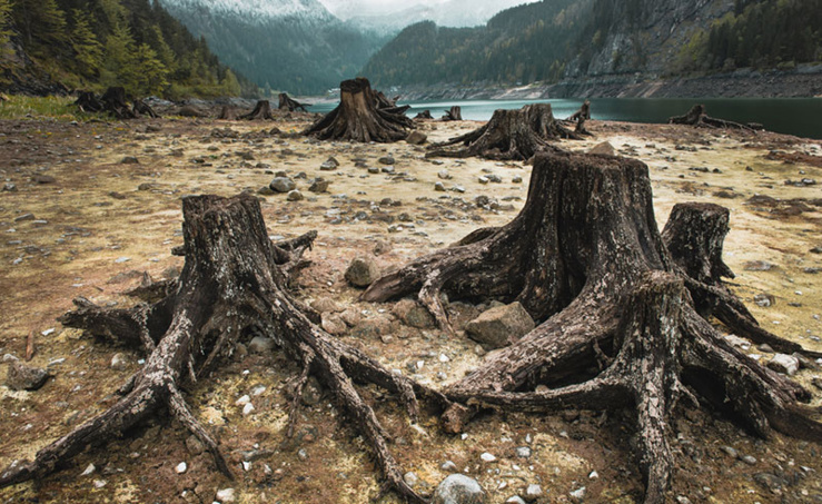 le forum économique mondial lance un rapport alarmant sur la déforestation