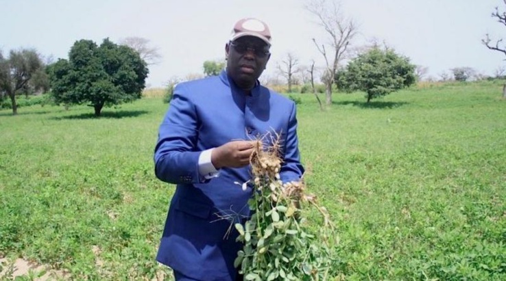 campagnes de commercialisation 2022-2023 : l’état sénégalais invité à restaurer d'urgence la capacité d’endettement des opérateurs privés auprès des banques locales