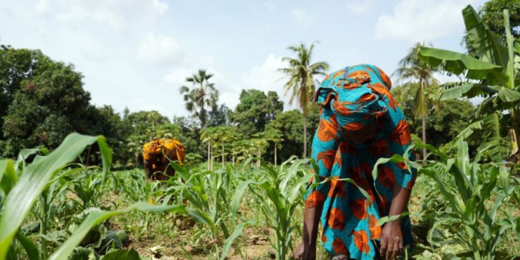 le financement de l’adaptation a augmenté à plus de 19 milliards de dollars en 2021 le financement de l’adaptation a augmenté à plus de 19 milliards de dollars en 2021