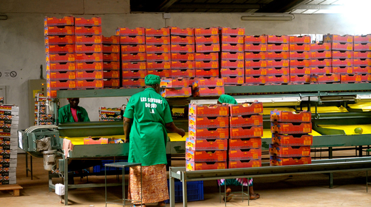 casamance, sud sénégal : création d'une zone de transformation agro-industrielle pour développer la valeur ajoutée des produits de la récolte casamance, sud sénégal : création d'une zone de transformation agro-industrielle pour développer la valeur ajoutée des produits de la récolte