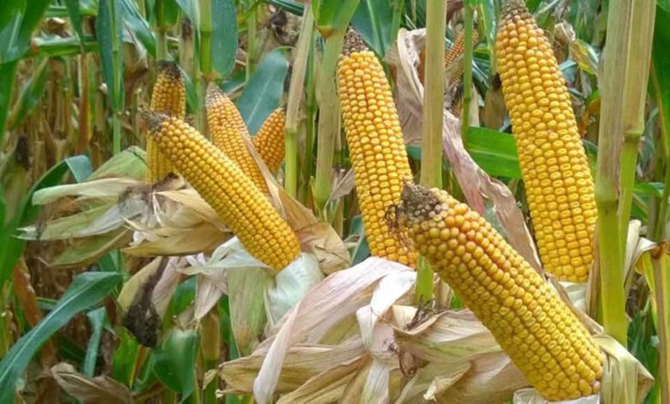 projet agropole sud : vers l’emblavement de 3 750 hectares de maïs certifié projet agropole sud : vers l’emblavement de 3 750 hectares de maïs certifié