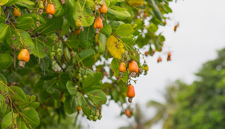 agriculture, senegal : la filière anacarde fait un chiffre d'affaires de 54 milliards francs cfa en 2021 agriculture, senegal : la filière anacarde fait un chiffre d'affaires de 54 milliards francs cfa en 2021