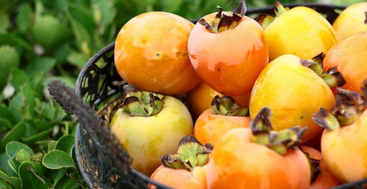 à la découverte du kaki, un fruit de riches qui ne fait pas forcement recette et peu connu des sénégalais