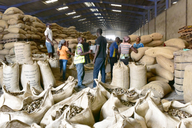 campagnes de commercialisation agricole 2022-2023 sénégal : grande inquiétude sur la faiblesse de la collecte...arachides sous fond de menace des campagnes de production 2023