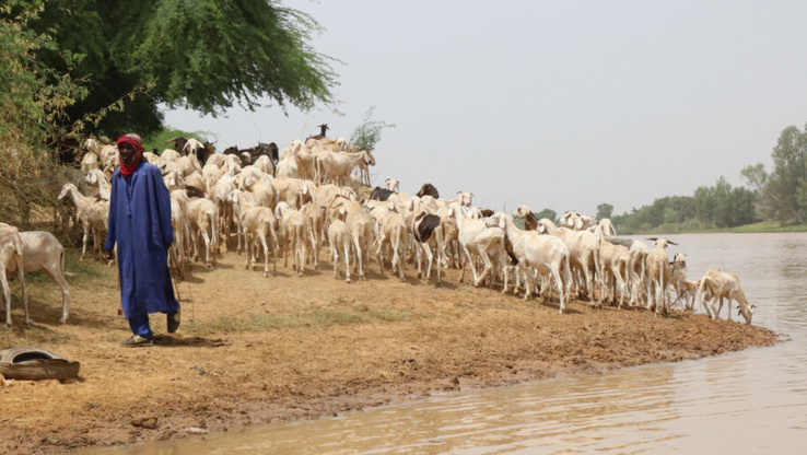 ©FAO/Lamine Samaké