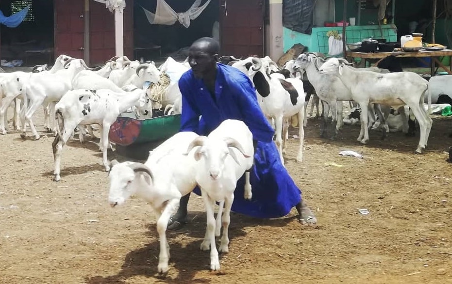 Moutons pour la Tabaski 2023.