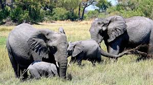 agriculture : l'union européenne fait un bon geste en faveur de la conservation de la faune sauvage et de la sécurité alimentaire agriculture : l'union européenne fait un bon geste en faveur de la conservation de la faune sauvage et de la sécurité alimentaire