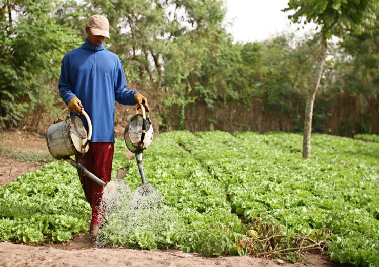 diourbel, les caractéristiques d’une agriculture en régression