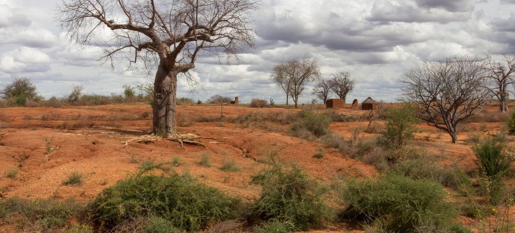lancement de la 2ème école d'été sur les forêts des zones arides et les systèmes agrosylvopastoraux : lancement de la 2ème école d'été sur les forêts des zones arides et les systèmes agrosylvopastoraux :