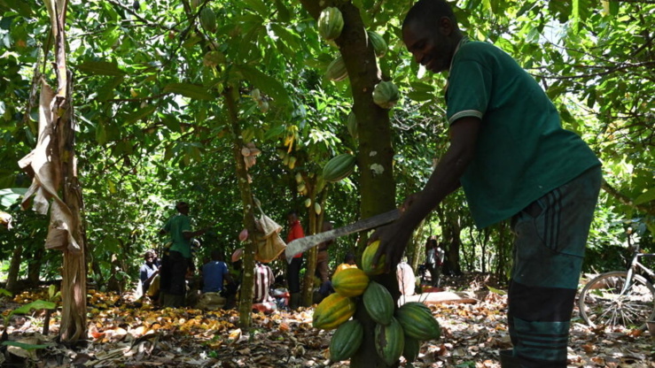 la récolte principale de cacao de la côte d'ivoire devrait commencer tôt, selon les agriculteurs la récolte principale de cacao de la côte d'ivoire devrait commencer tôt, selon les agriculteurs